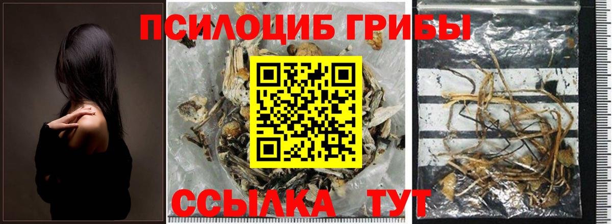 Псилоцибиновые грибы Cubensis Россошь